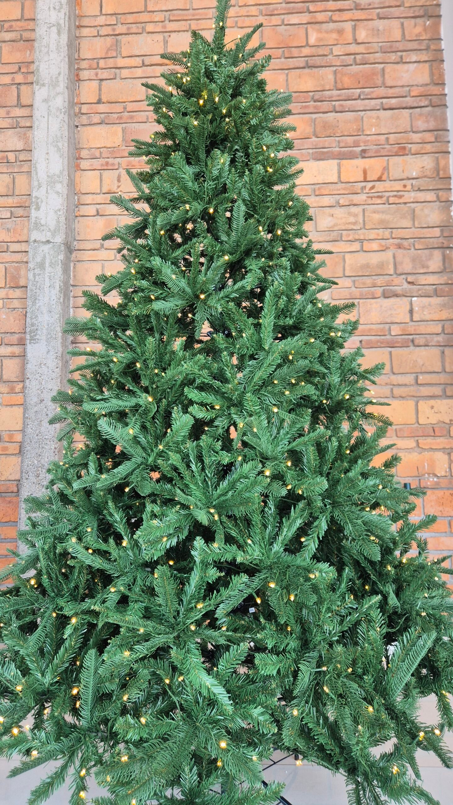 foto arbol 3 foto arbol 3